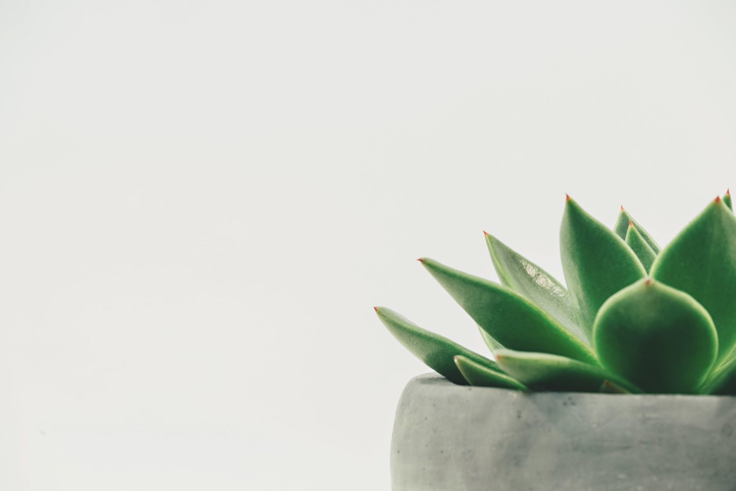 cropped-scott-webb-hDyO6rr3kqk-unsplash-scaled-1.jpg